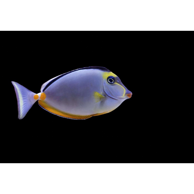 Naso lituratus (Naso Tang)