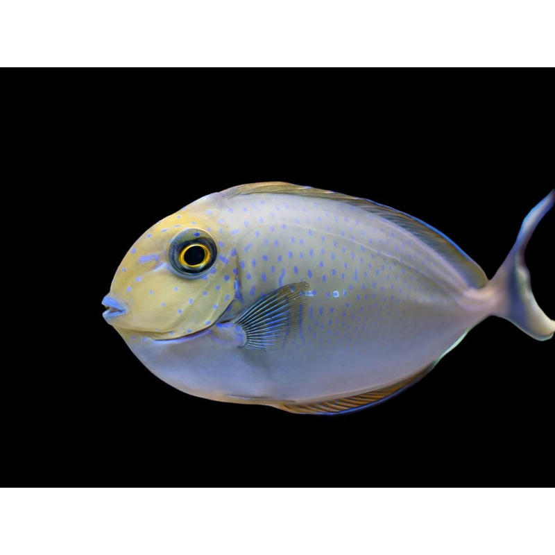 Naso vlamingii (Vlamingi Tang)