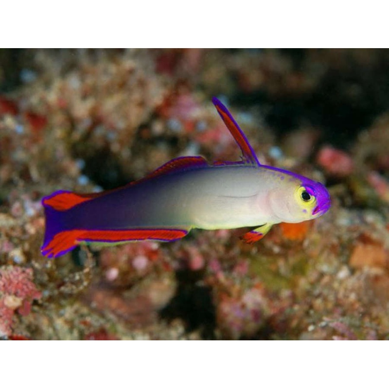 Nemateleotris decora (Purple firefish)