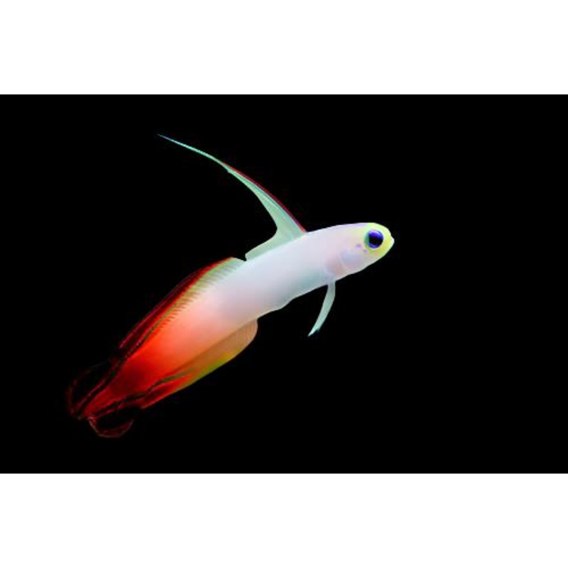 Nemateleotris magnifica (Firefish)