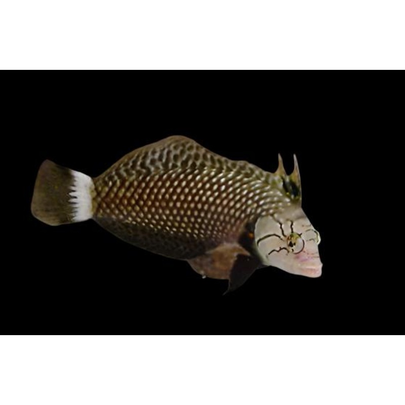 Novaculichthys taeniourus (Dragon wrasse)