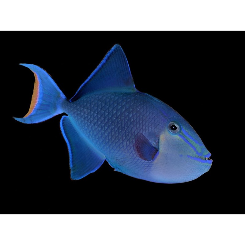 Odonus niger (Niger Trigger)