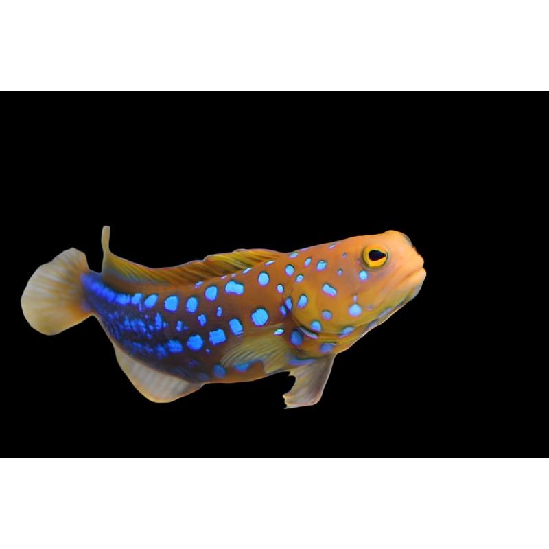 Opistognathus rosenblatti (Blue Spot Jawfish)