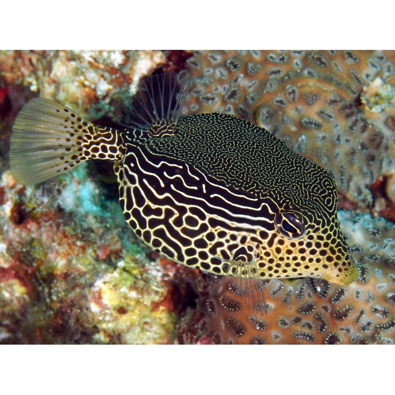 Ostracion solorensis (Scribbled TrunkFish)