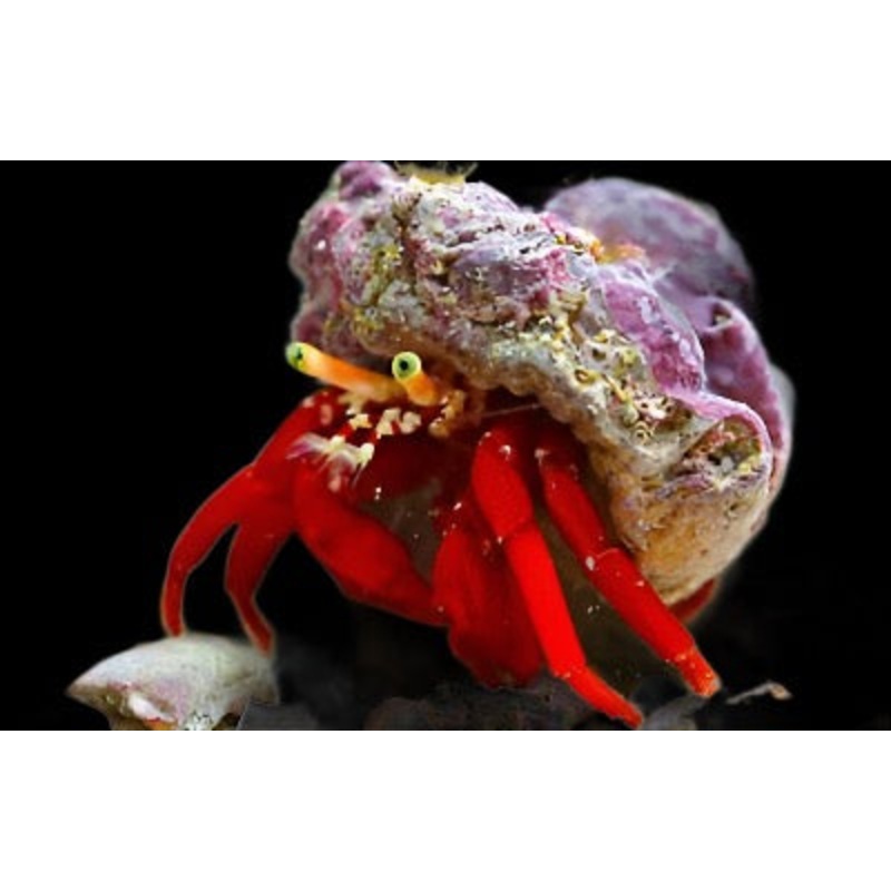 Paguristes cadenati (Scarlet Hermit Crab)