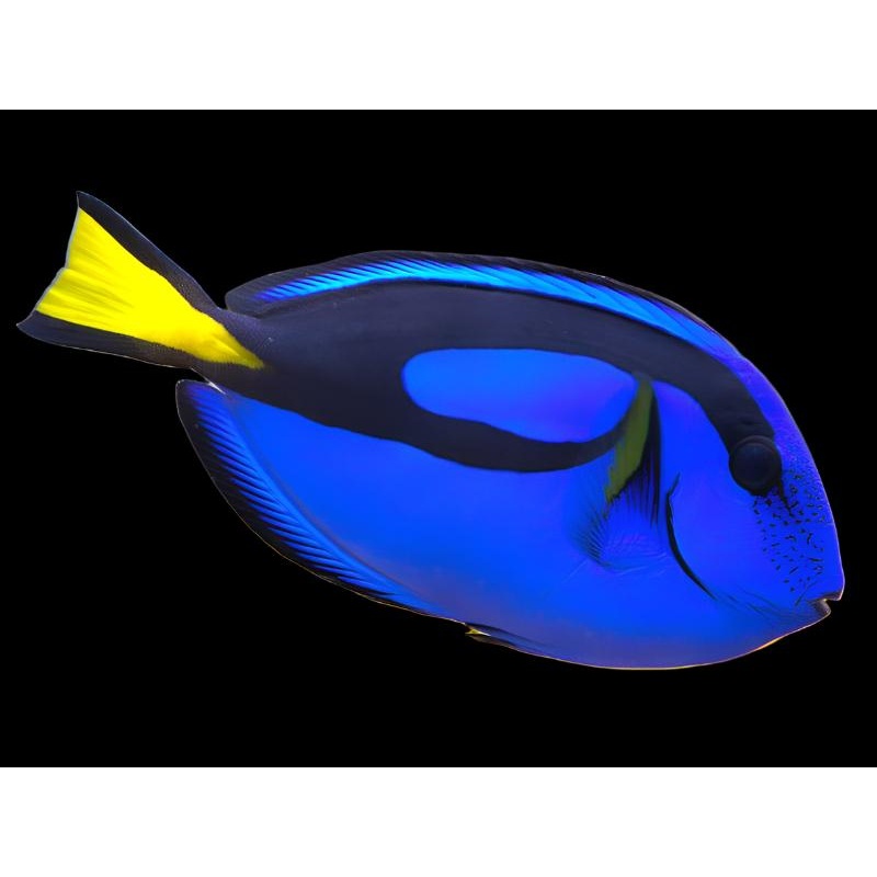 Paracanthurus hepathus (Hippo Blue tang)