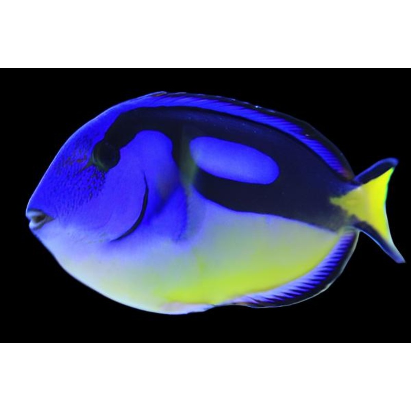 Paracanthurus hepatus var. (Hippo Tang Yellow Belly)
