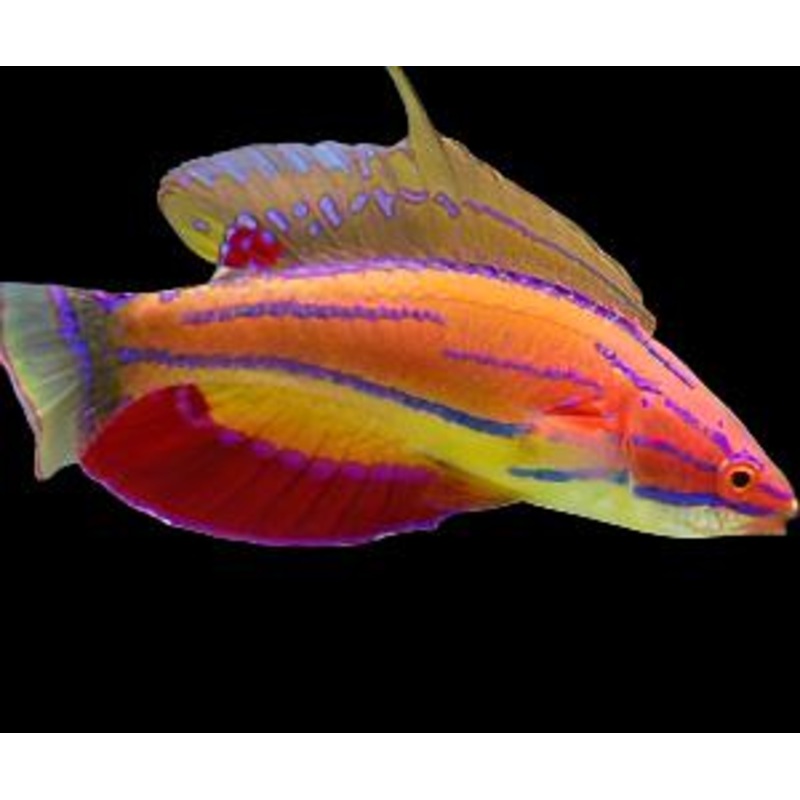 Paracheilinus carpenteri (Carpenter's Flasher Wrasse)