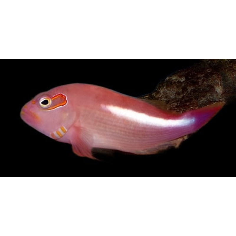 Paracirrhitus arcuatus (Arc Eye HawkFish)