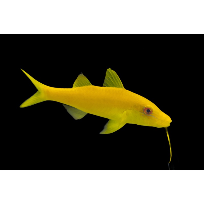 Parupeneus cyclostoma (Yellow Goatfish)