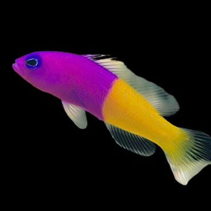 Pictichromis paccagnellae (Bicolor Dottyback)