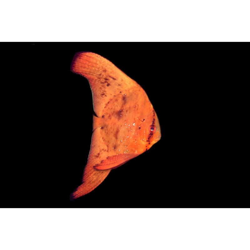 Platax orbicularis (Orbic Batfish)