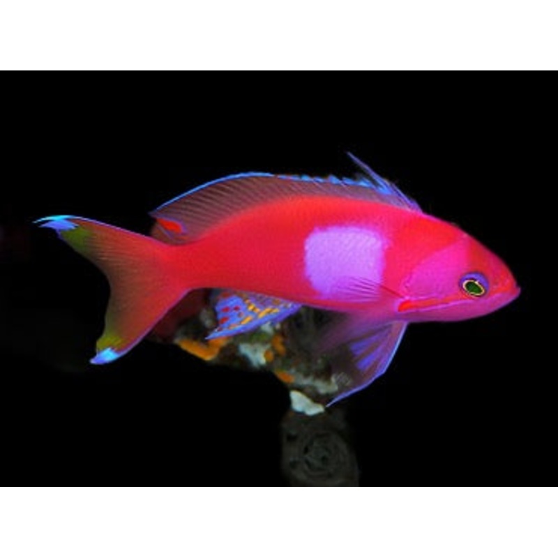 Pseudanthias pleurotaenia (Squareback Anthias)