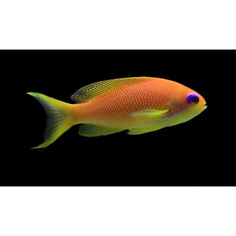 Pseudanthias squamipinnis (Lyretail Anthias) Femelle Orange
