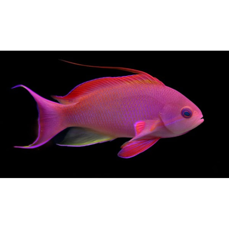 Pseudanthias squamipinnis (Lyretail Anthias) Fiji Male Rouge