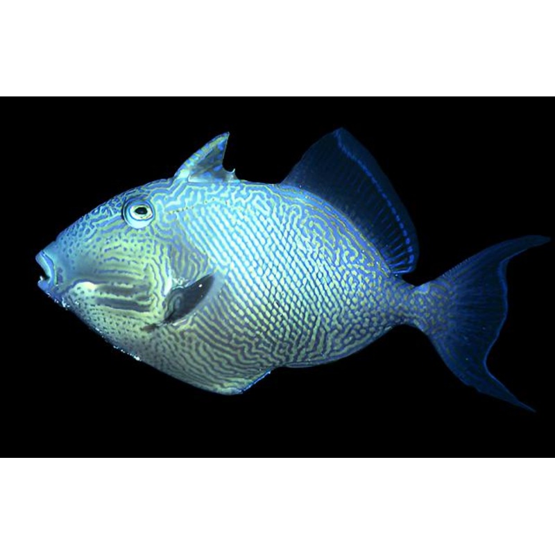 Pseudobalistes fuscus (Blue triggerfish)