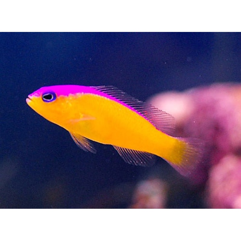 Pseudochromis diadema (Purple Stripe Dottyback)