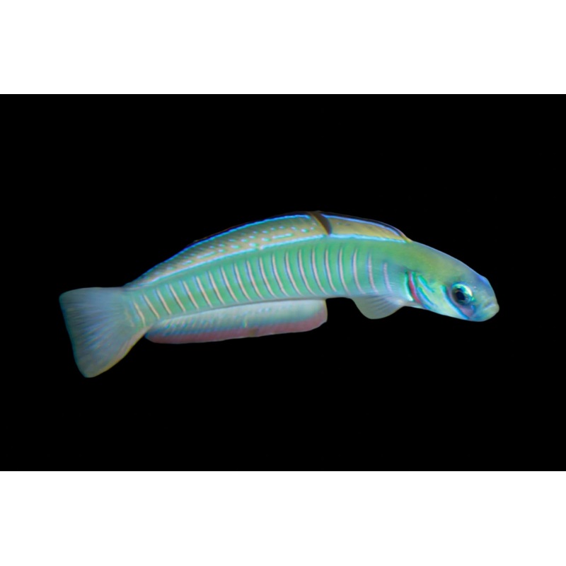 Ptereleotris zebra (Zebra Bar Goby)