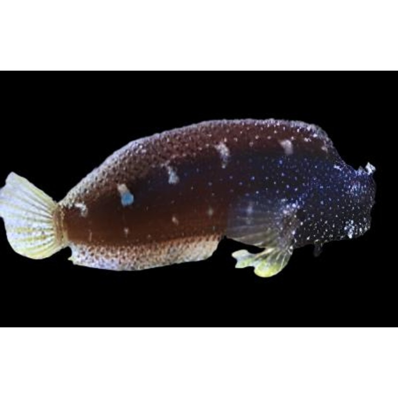 Salarias ramosus (Starry Blenny)