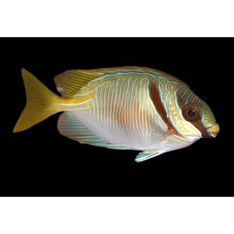 Siganus doliatus (Blue line rabbitfish)
