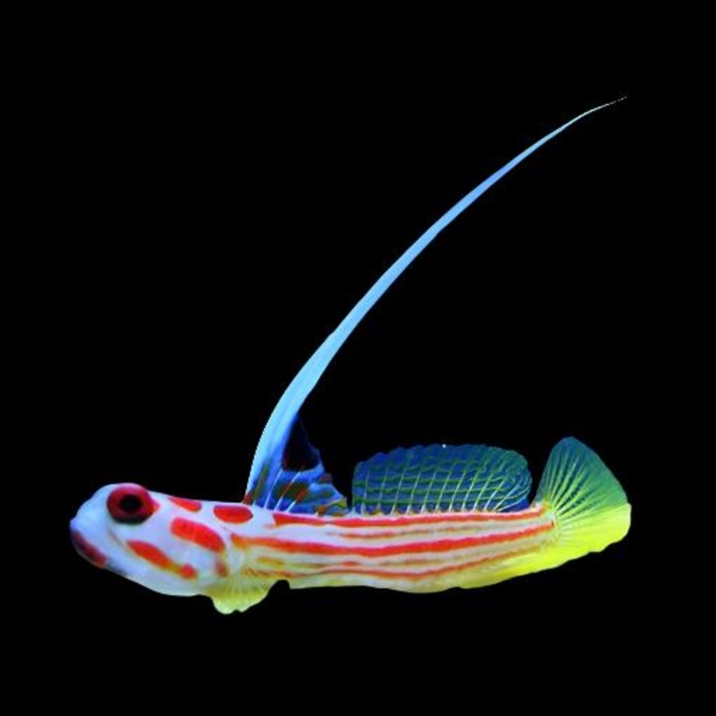 Stonogobiops yasha (Yasha Hase Goby)