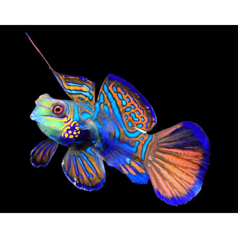 Synchiropus splendidus (Green mandarin)