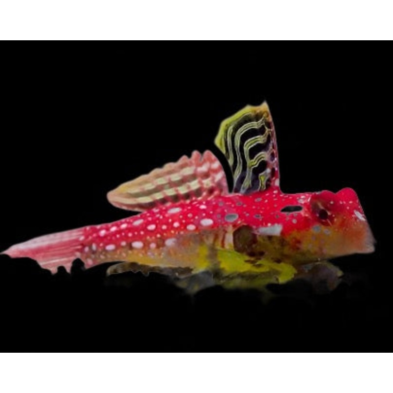 Synchiropus sycorax (Ruby Red Dragonet)