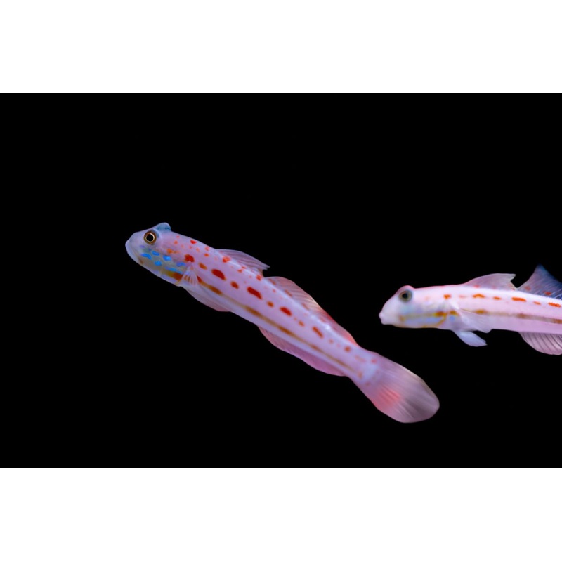 Valenciennea puellaris (Diamond Goby)