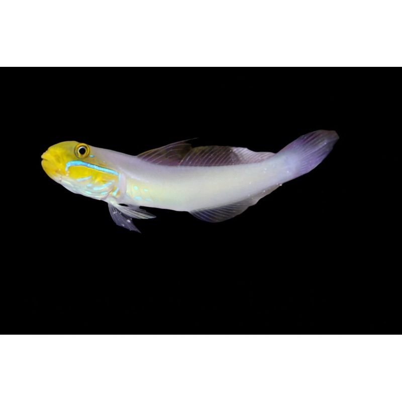 Valenciennea strigata (Golden head Sleeper Goby)
