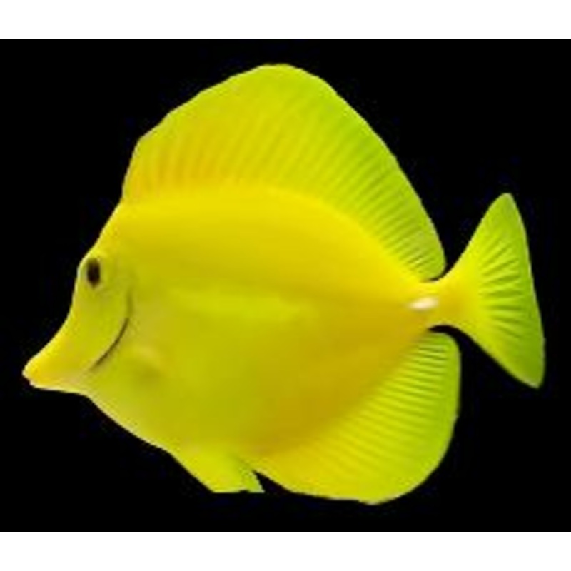 Zebrasoma flavescens (Yellow tang)