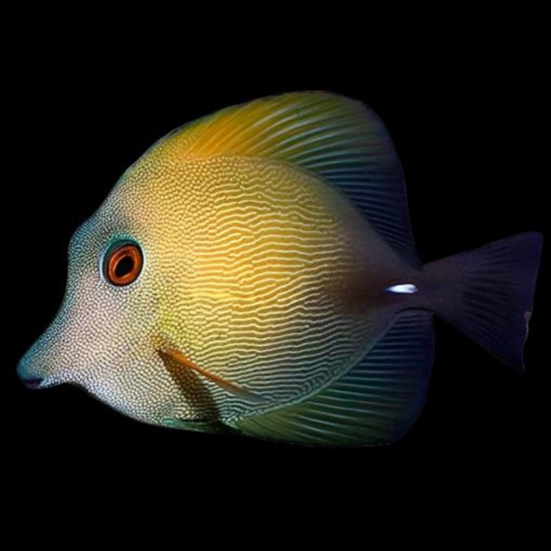 Zebrasoma scopas (Scopas tang)