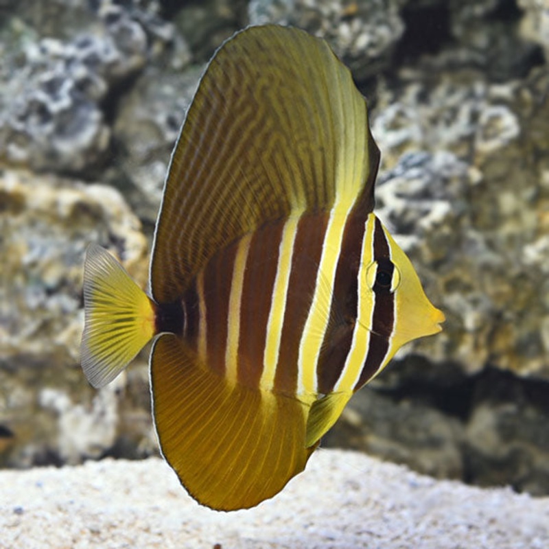 Zebrasoma velifer (Sailfin Tang)