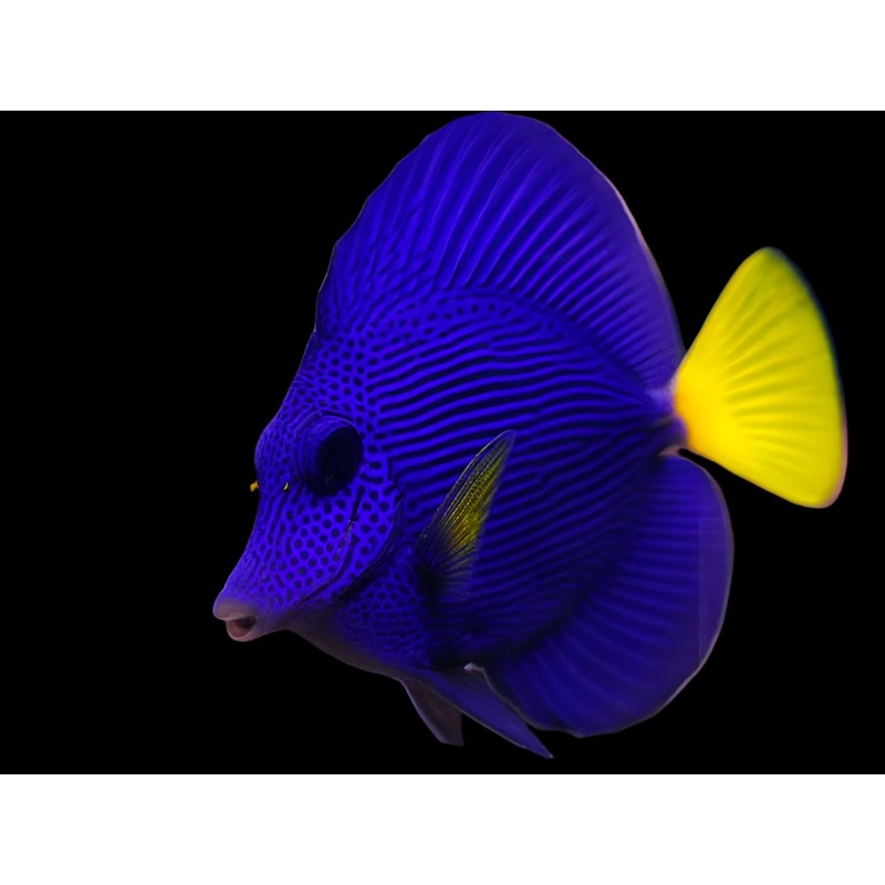 Zebrasoma xanthurum (Purple tang)