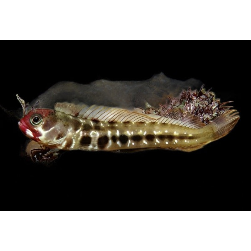 Acanthemblemaria hancocki (Panamic Barnacle Blenny)