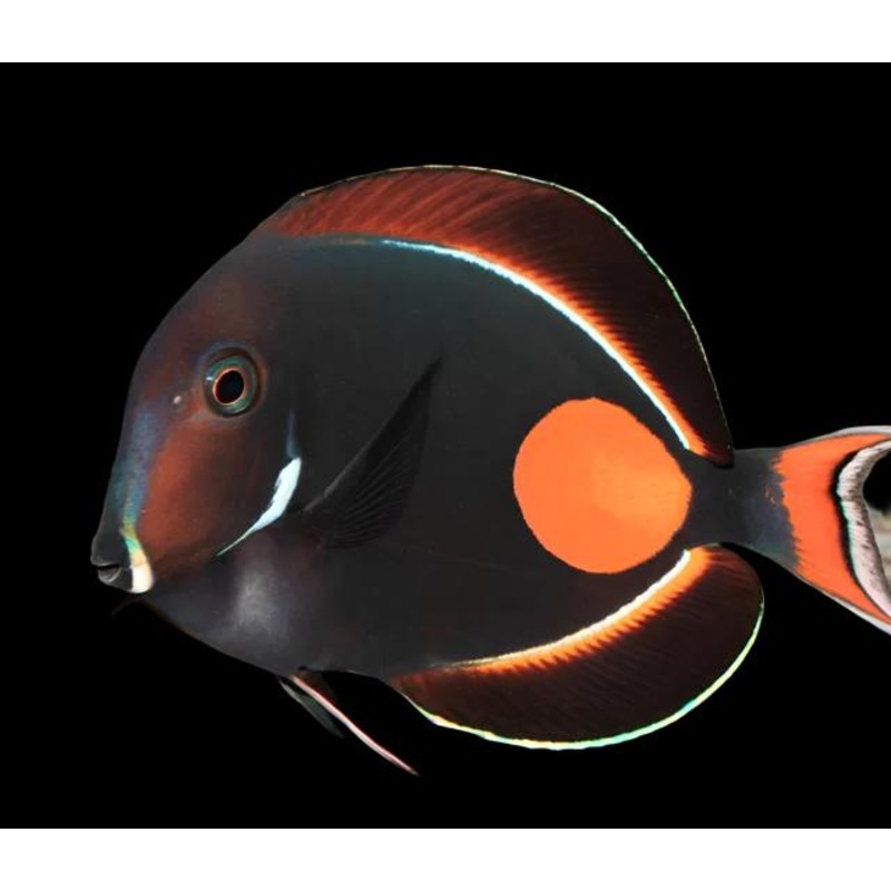 Acanthurus Achilles (Achilles Tang)