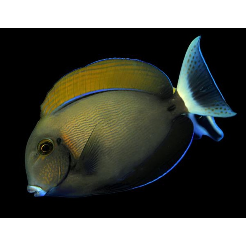 Acanthurus bariene (Bariene Tang)