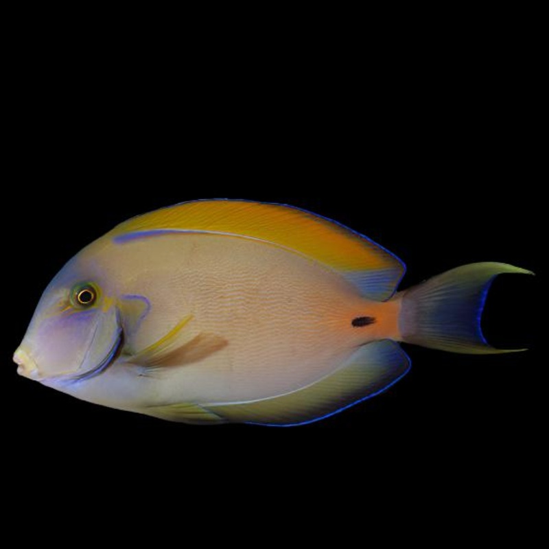 Acanthurus fowleri (Fowleri Tang)