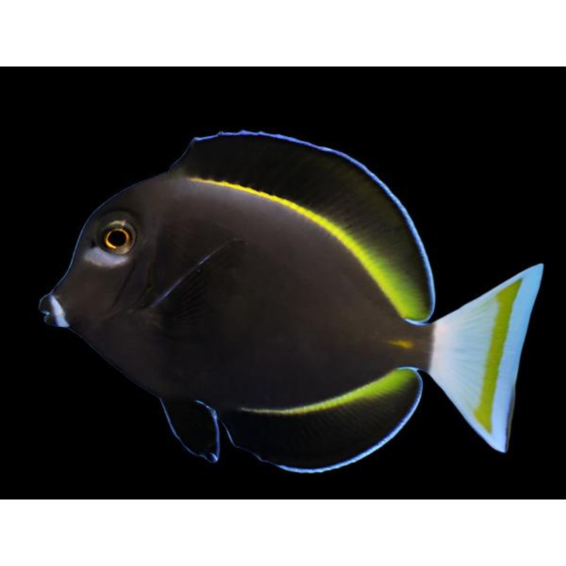Acanthurus nigricans (Whitecheek Tang)