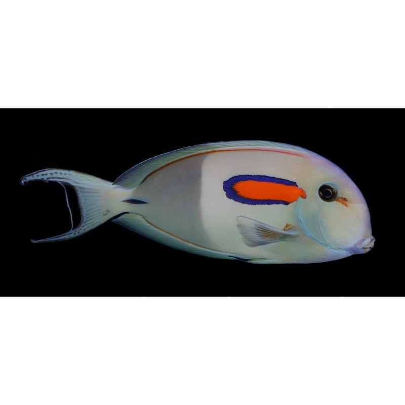 Acanthurus olivaceous (Orange Shoulder Tang)