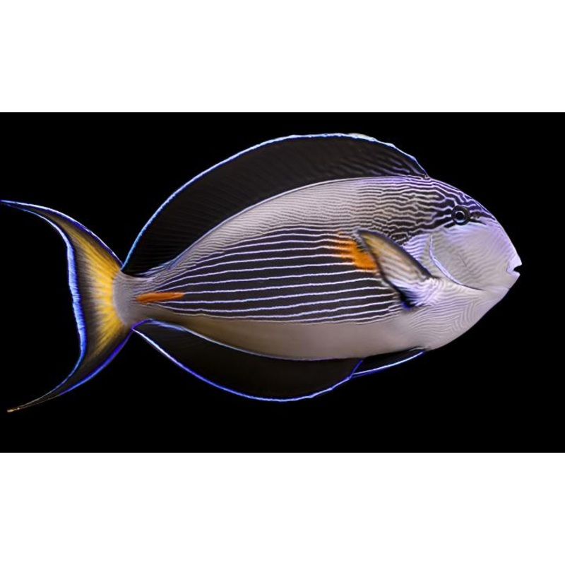 Acanthurus sohal (Sohal Tang)