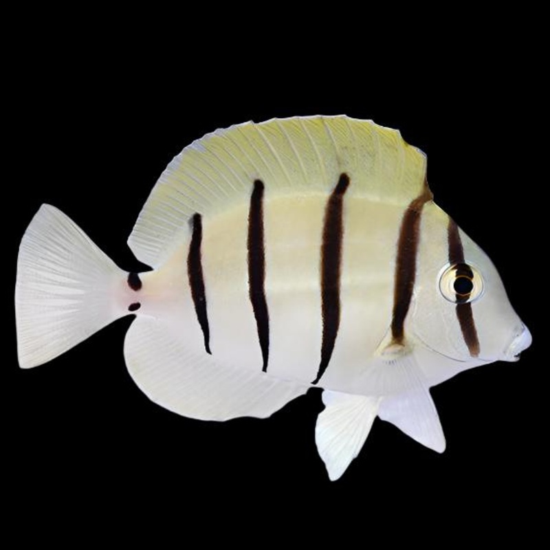 Acanthurus triostegus (Convic Tang)