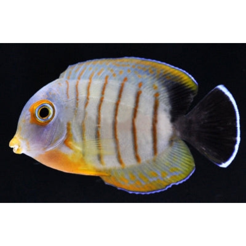 Acanthurus tristis Mimic (eibli mimic tang)