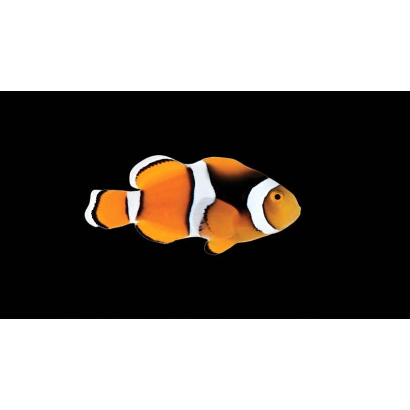 Amphiprion percula (True Percula)