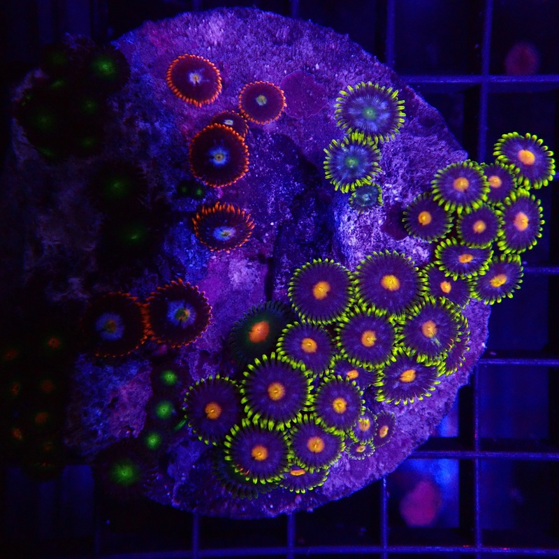 Arafura Polyps frag