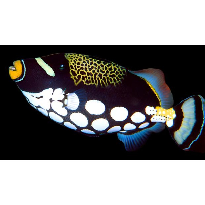 Balistoides conspicilium (Clown Triggerfish)