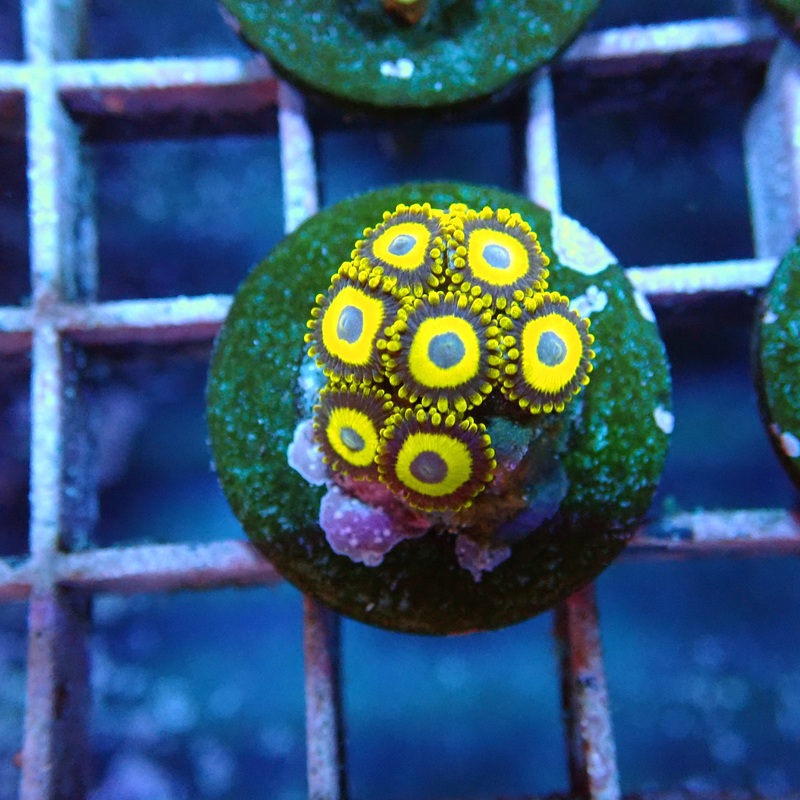 Blue eyed Blonde Bitch Zoanthids Frags