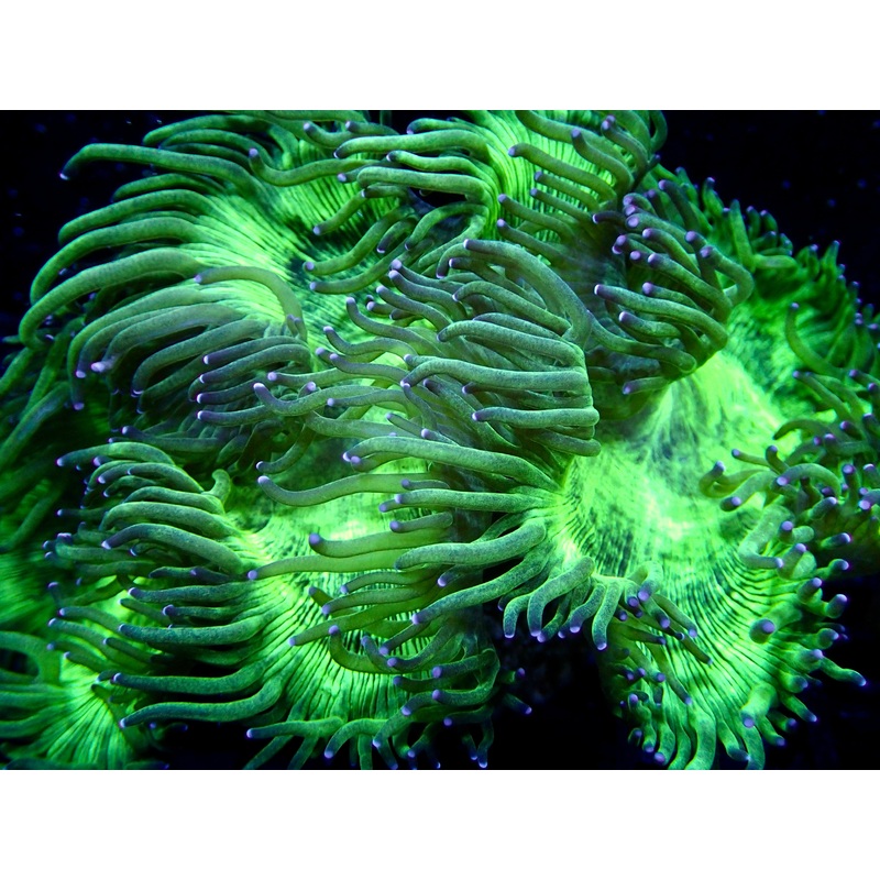 Blue Tip Elegance Coral