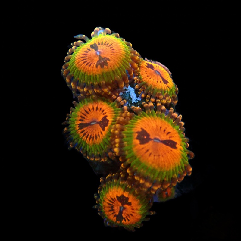 Bow Tie Blaster Zoas frag