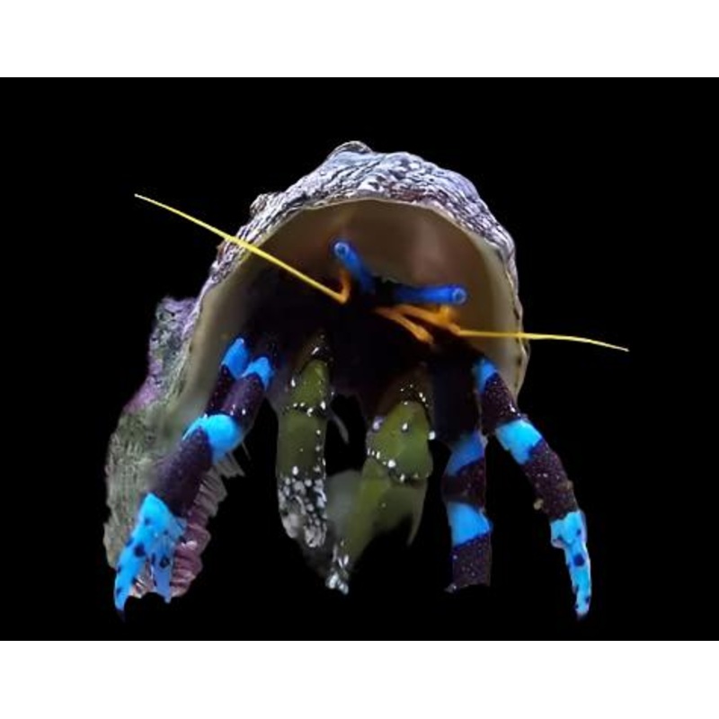 Calcinus elegans (Electric Blue Hermit Crab)