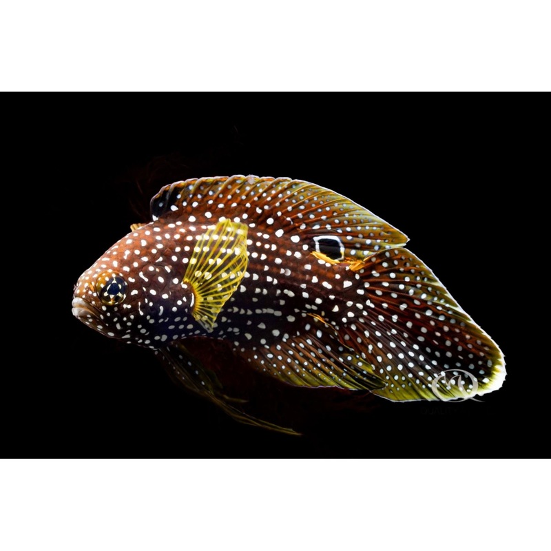 Calloplesiops altivelis (Marine Betta)